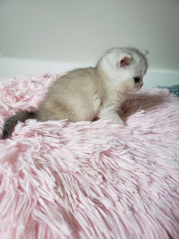 LUXURY SCOTTISH FOLDS photo 18
