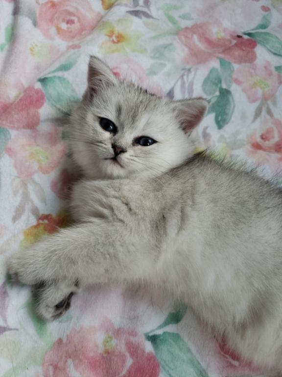 LUXURY SCOTTISH FOLDS photo 26