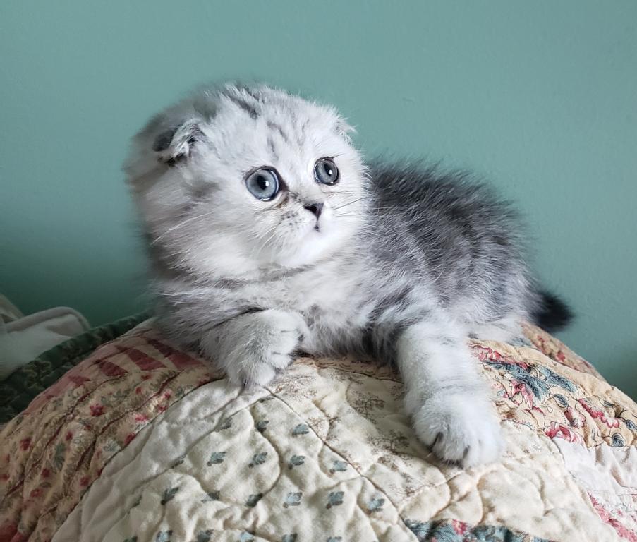 LUXURY SCOTTISH FOLDS photo 63