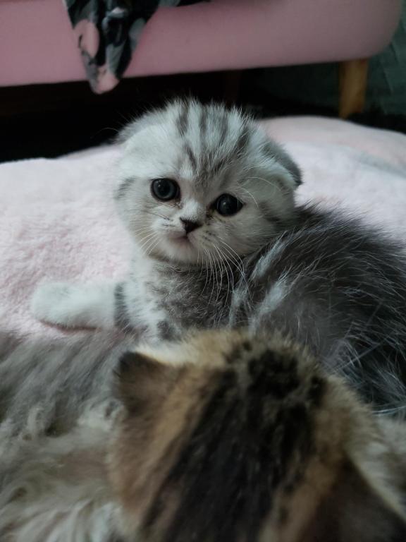 LUXURY SCOTTISH FOLDS photo 67