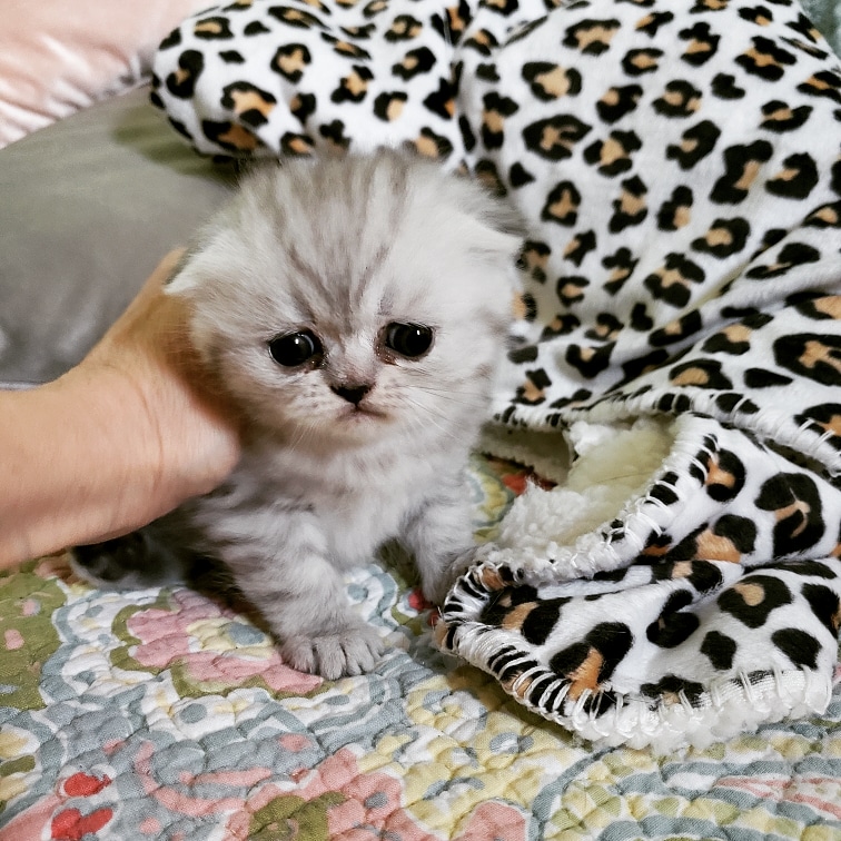 LUXURY SCOTTISH FOLDS photo 73