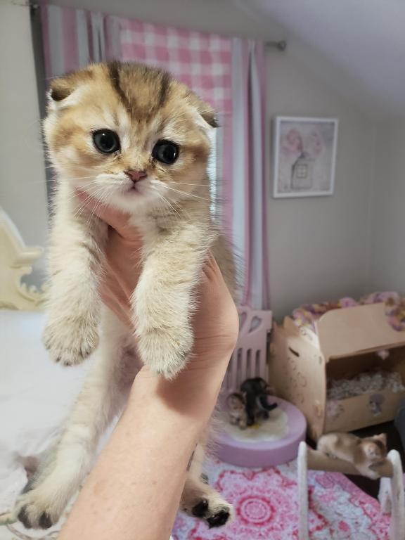 LUXURY SCOTTISH FOLDS photo 80