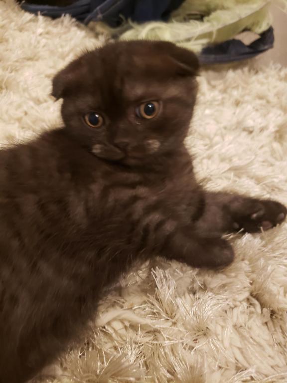 LUXURY SCOTTISH FOLDS photo 28