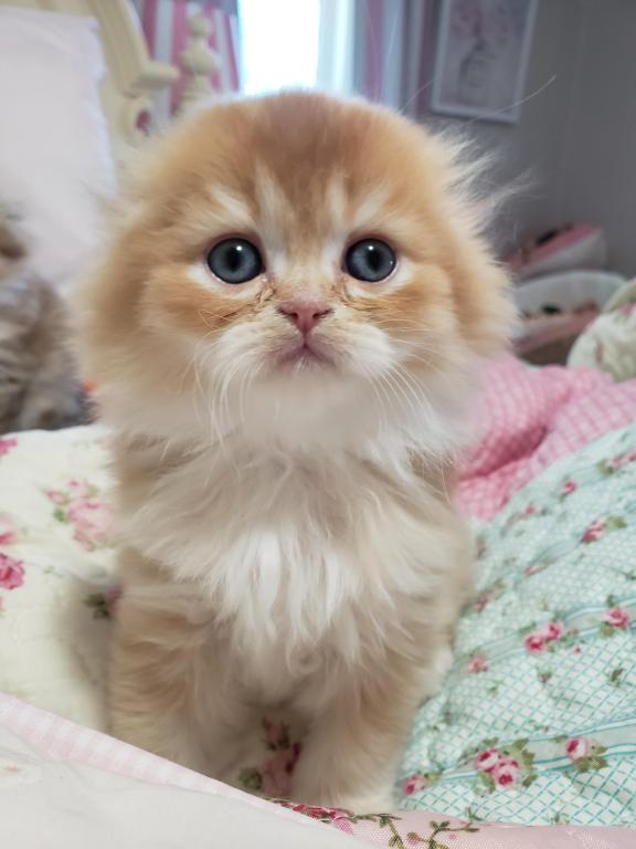 LUXURY SCOTTISH FOLDS