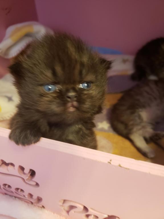 LUXURY SCOTTISH FOLDS photo 36