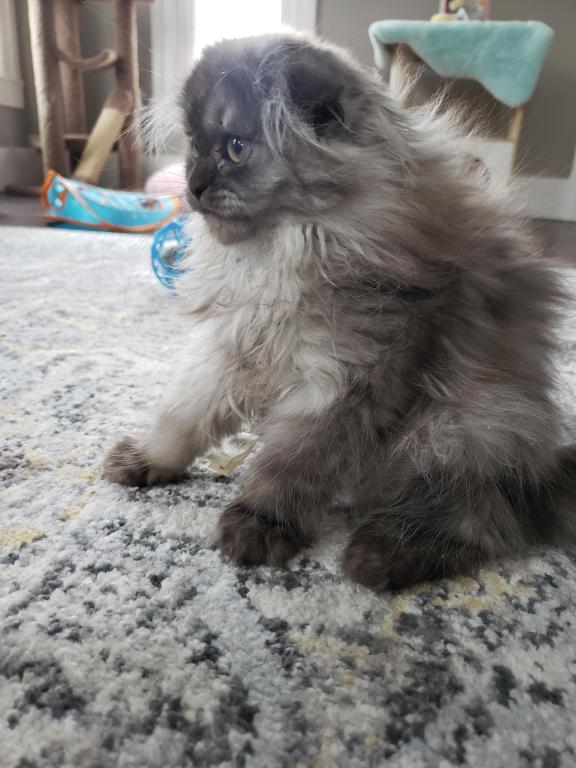 LUXURY SCOTTISH FOLDS photo 17