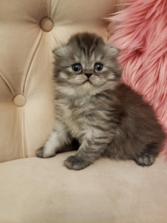 LUXURY SCOTTISH FOLDS photo 11