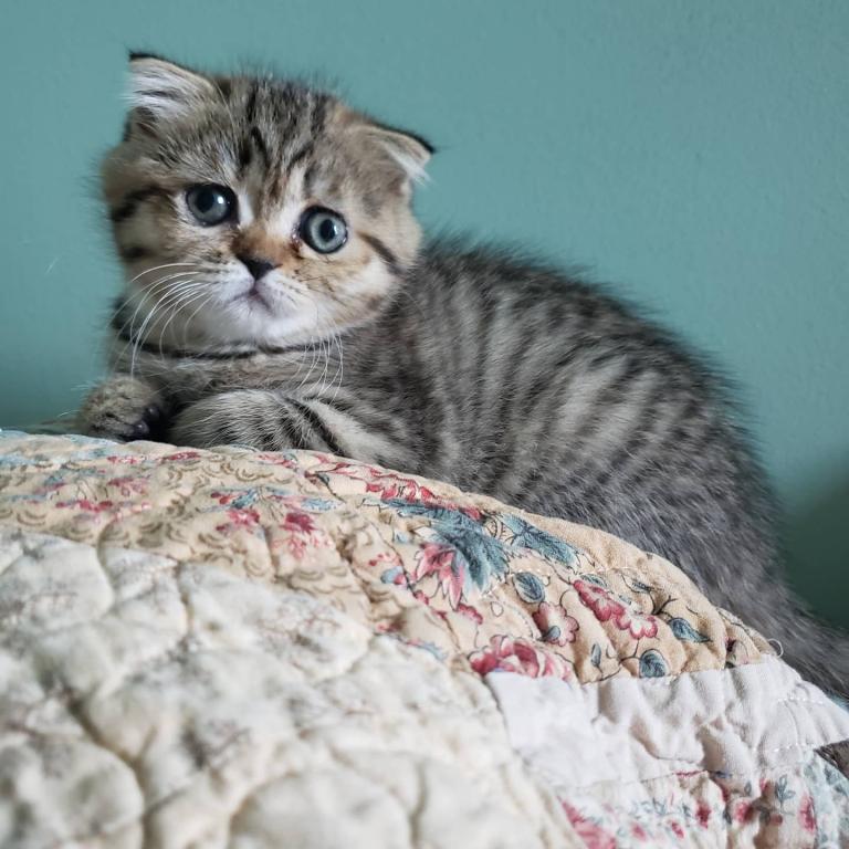 LUXURY SCOTTISH FOLDS photo 64