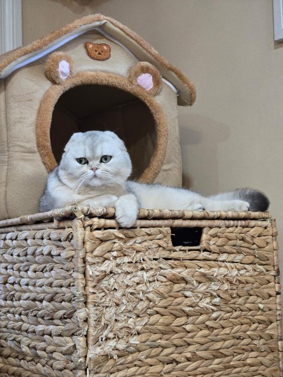 LUXURY SCOTTISH FOLDS photo 81