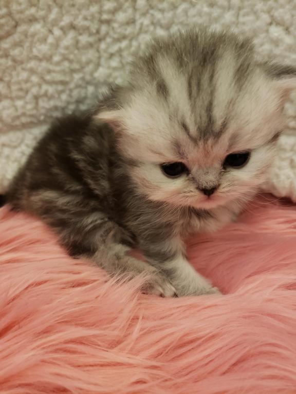 LUXURY SCOTTISH FOLDS photo 54