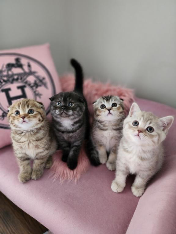 LUXURY SCOTTISH FOLDS photo 98