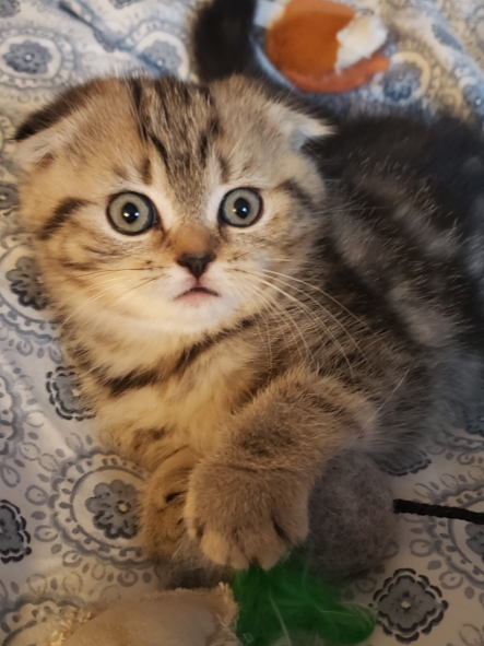 LUXURY SCOTTISH FOLDS photo 25