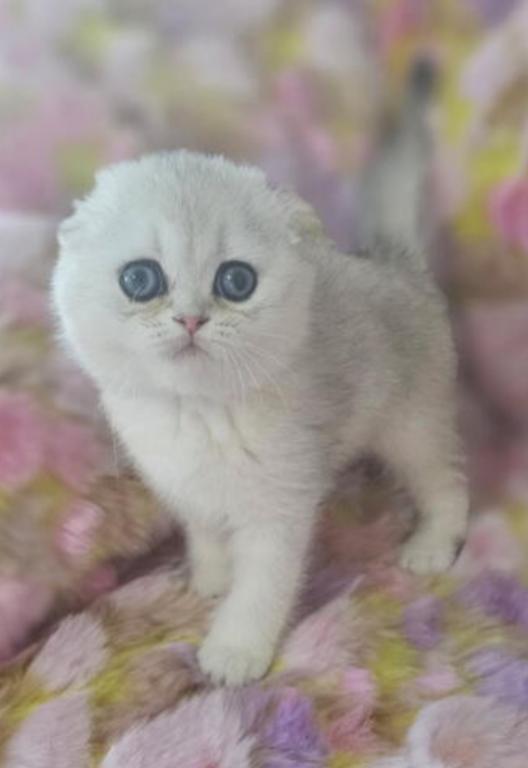 LUXURY SCOTTISH FOLDS photo 82
