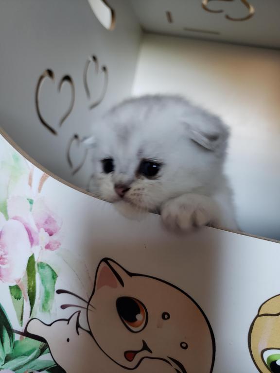 LUXURY SCOTTISH FOLDS photo 90