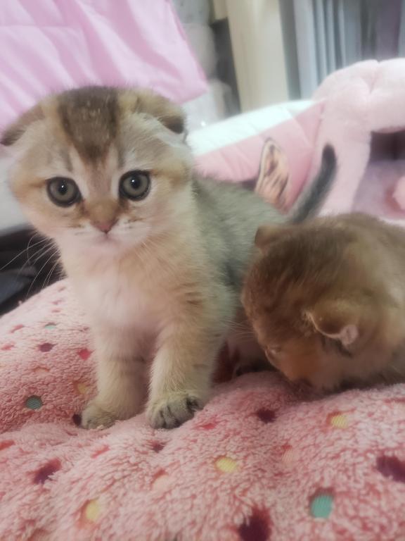 LUXURY SCOTTISH FOLDS photo 78