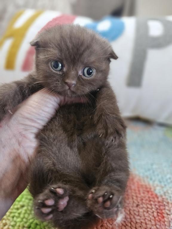 LUXURY SCOTTISH FOLDS photo 94