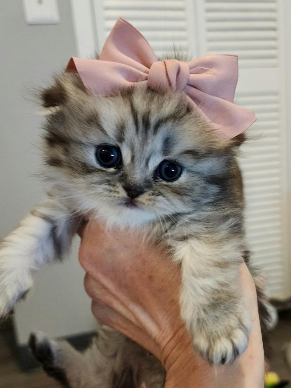 LUXURY SCOTTISH FOLDS photo 99