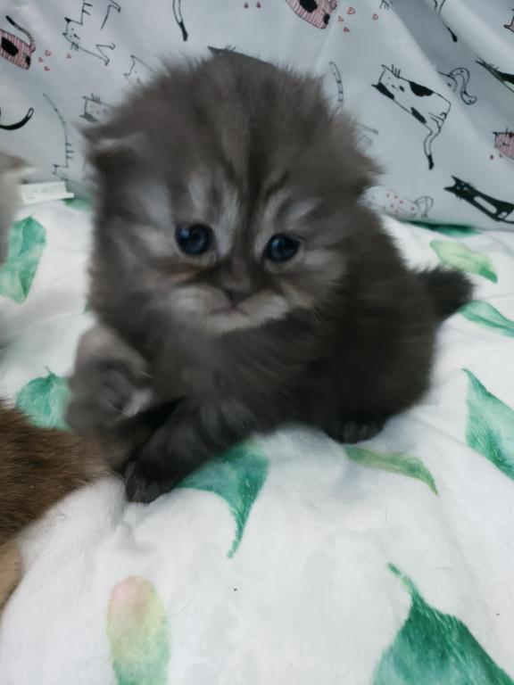 LUXURY SCOTTISH FOLDS photo 50