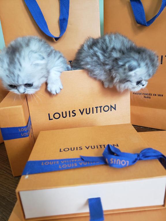 LUXURY SCOTTISH FOLDS photo 32