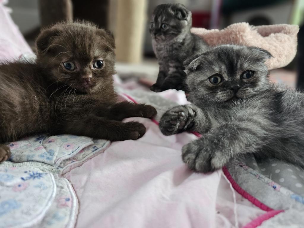 LUXURY SCOTTISH FOLDS photo 96