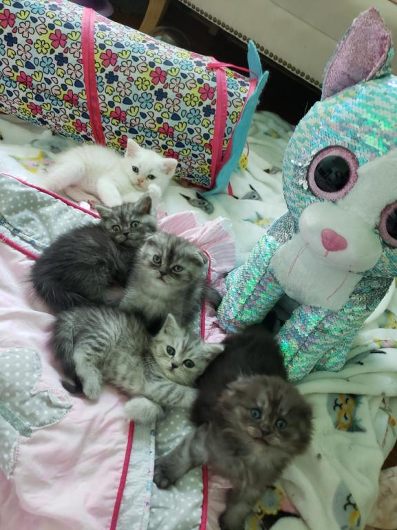 LUXURY SCOTTISH FOLDS photo 8