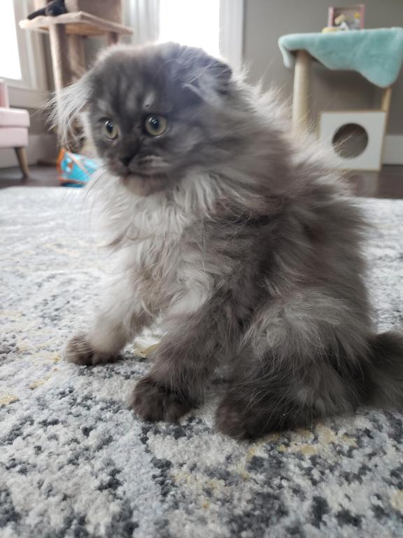 LUXURY SCOTTISH FOLDS photo 16