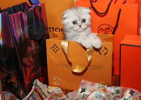 LUXURY SCOTTISH FOLDS photo 70