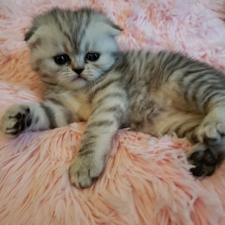 LUXURY SCOTTISH FOLDS photo 72