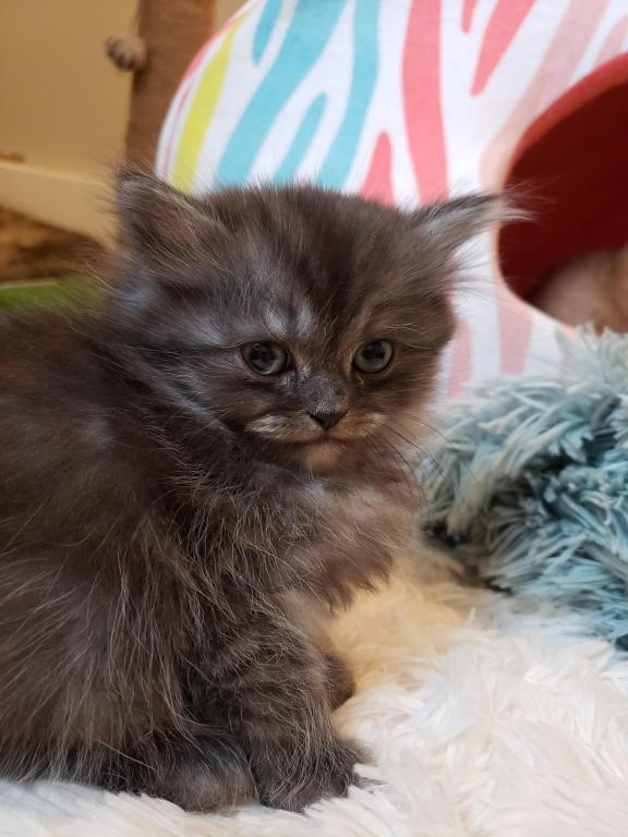 LUXURY SCOTTISH FOLDS photo 22