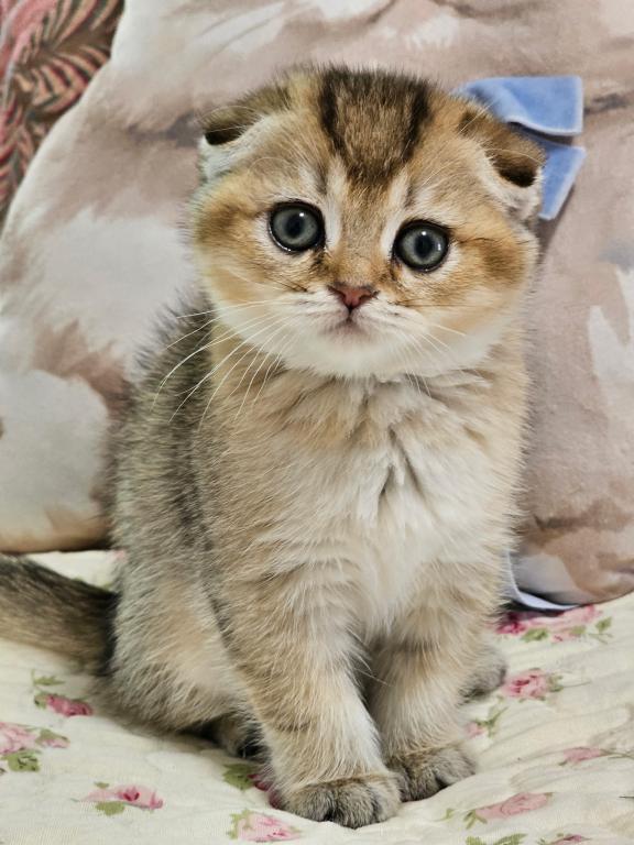 LUXURY SCOTTISH FOLDS photo 79