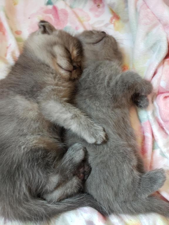 LUXURY SCOTTISH FOLDS photo 21