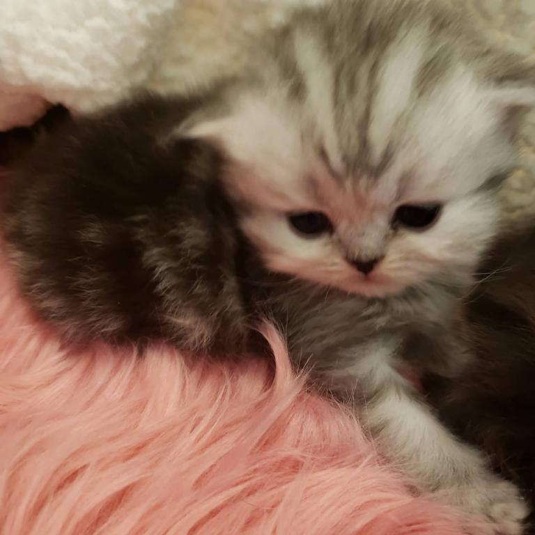LUXURY SCOTTISH FOLDS photo 55