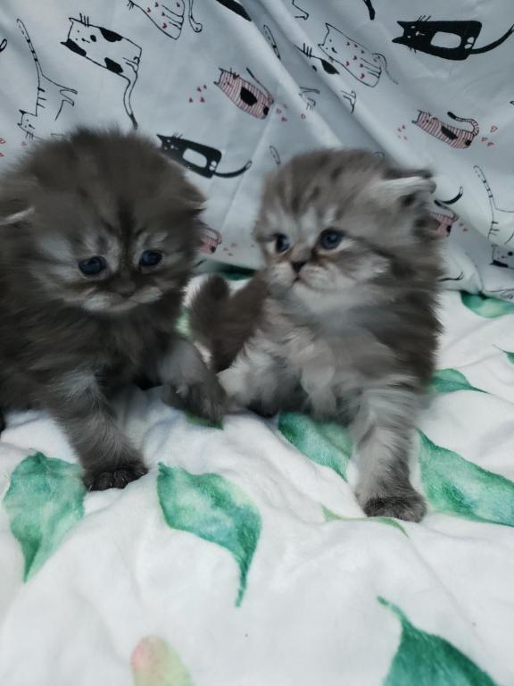 LUXURY SCOTTISH FOLDS photo 51