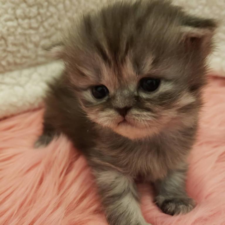 LUXURY SCOTTISH FOLDS photo 56