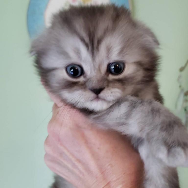 LUXURY SCOTTISH FOLDS photo 61