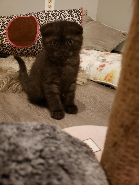 LUXURY SCOTTISH FOLDS photo 27