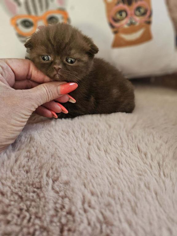 LUXURY SCOTTISH FOLDS photo 92