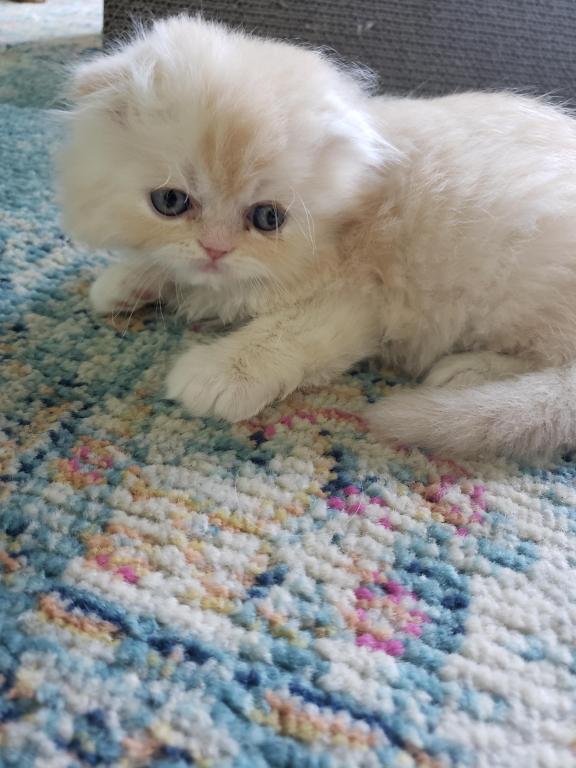 LUXURY SCOTTISH FOLDS photo 9
