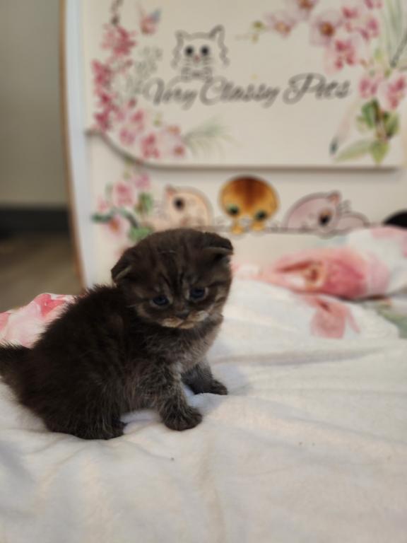 LUXURY SCOTTISH FOLDS photo 101