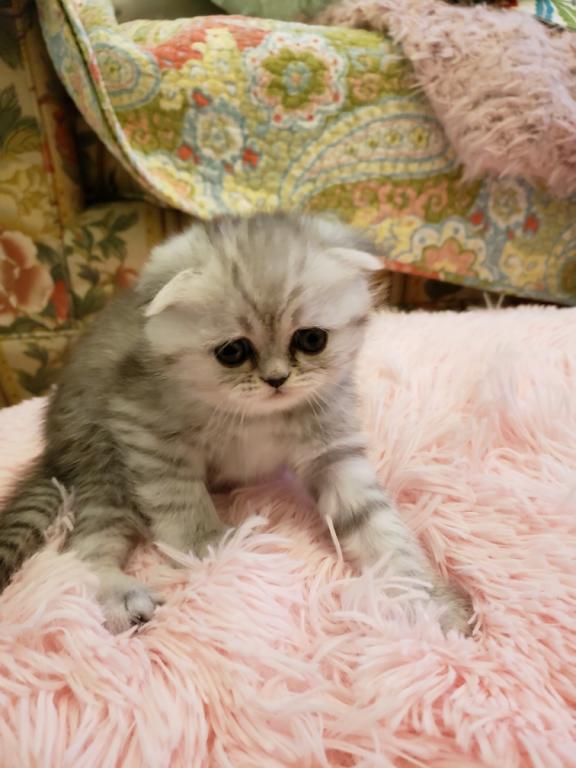 LUXURY SCOTTISH FOLDS photo 71