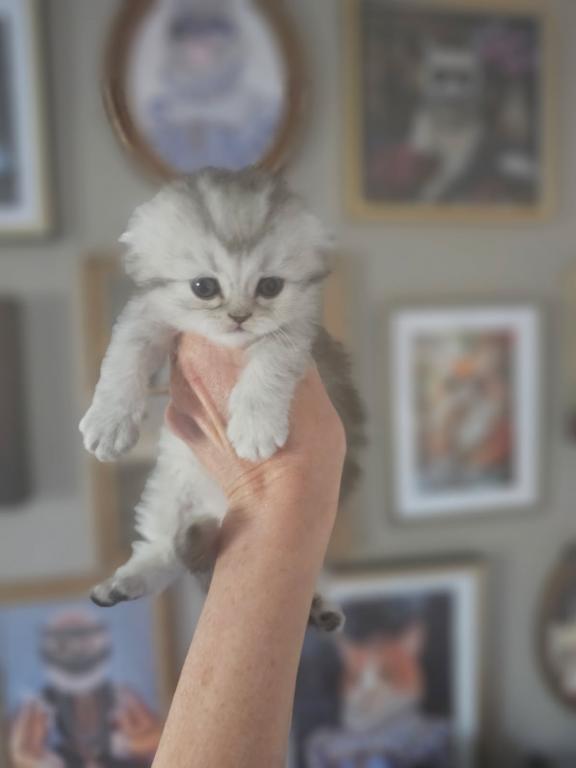 LUXURY SCOTTISH FOLDS photo 85