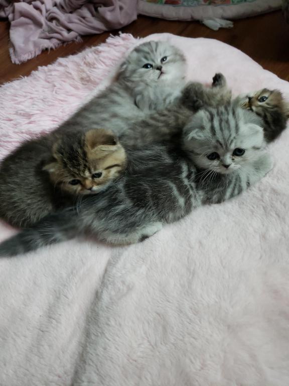 LUXURY SCOTTISH FOLDS photo 66