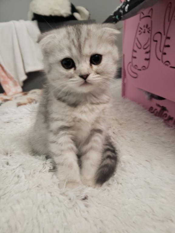 LUXURY SCOTTISH FOLDS photo 13