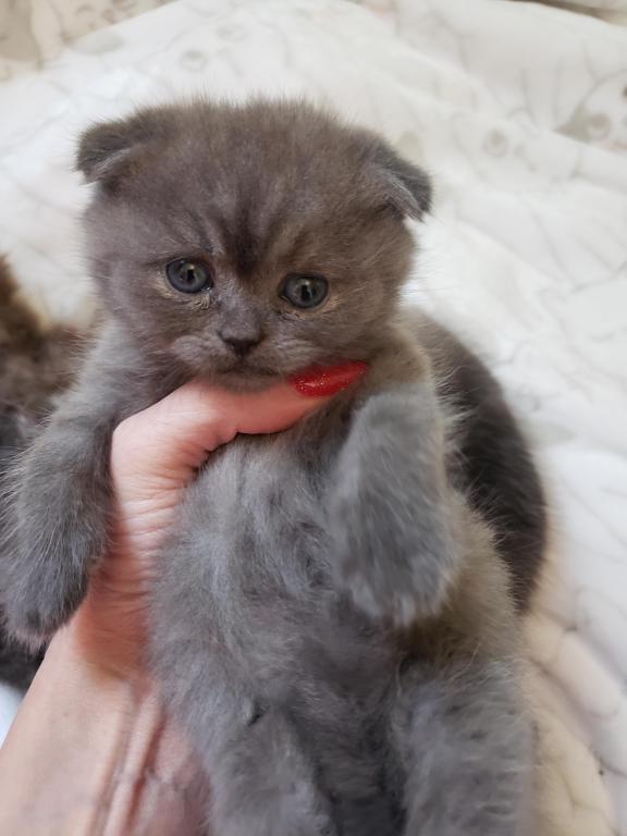 LUXURY SCOTTISH FOLDS photo 20