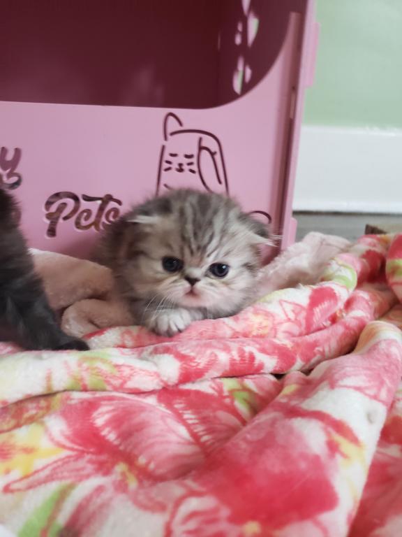LUXURY SCOTTISH FOLDS photo 35
