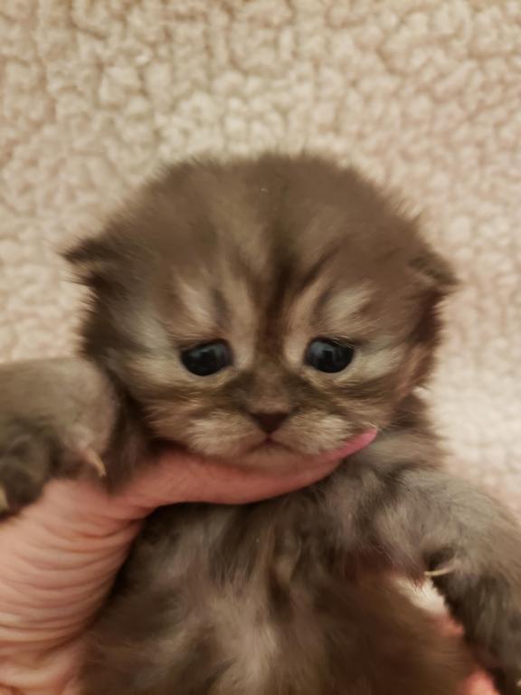 LUXURY SCOTTISH FOLDS photo 53