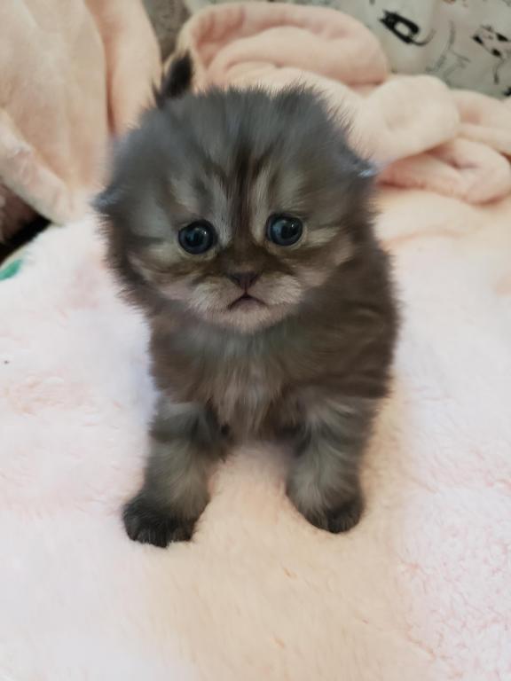 LUXURY SCOTTISH FOLDS photo 47