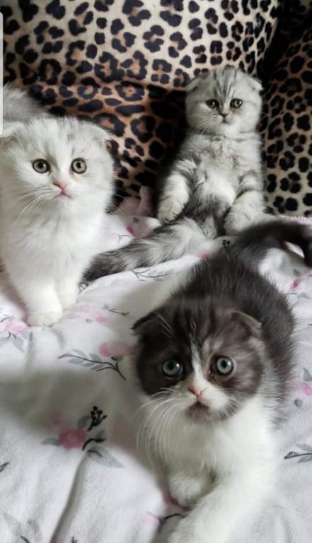 LUXURY SCOTTISH FOLDS photo 42