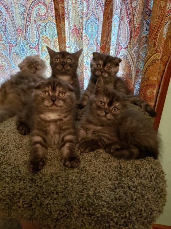 LUXURY SCOTTISH FOLDS photo 75