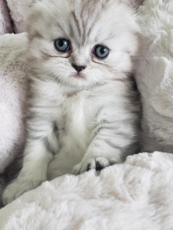 LUXURY SCOTTISH FOLDS photo 31